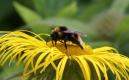 Bumblebees: Southern Cuckoo Bumblebee (Bombus vestalis)